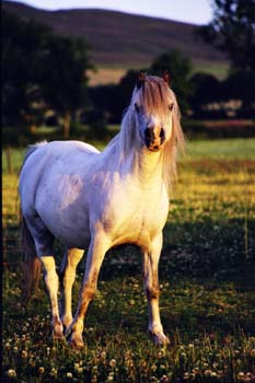6A
