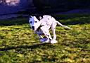 fast-dog.jpg